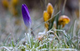 Krokusse im Frühling