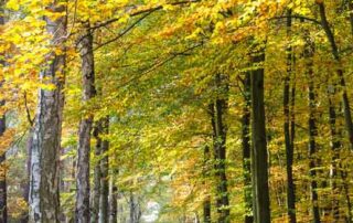 1. November - Klang Meditations-Abend in Berlin Wilmersdorf 2 Allee im Herbst