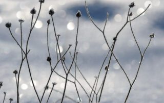 Wintergarten ~ Fotografie von Ines