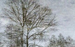 Klang Meditations-Abend am 24. Jan in Berlin Wilmersdorf 6 Baum gespiegelt im Eis