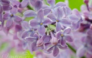 Fliederblüten ~ fotografiert von Ines