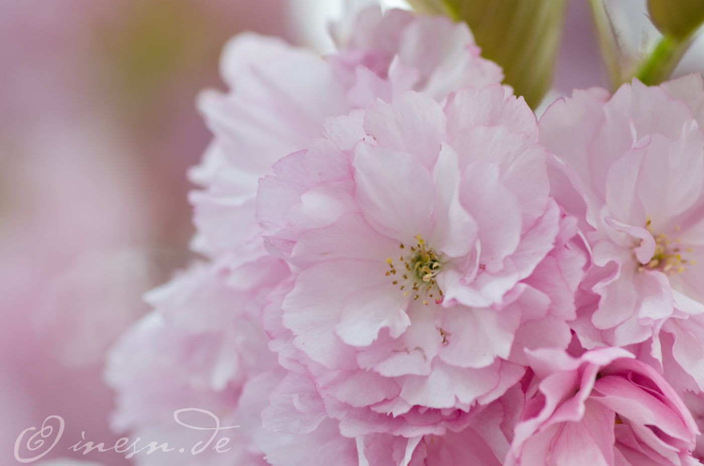 Blüten ~ fotografiert von Ines