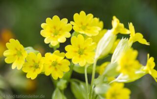 Schlüsselblume aus unserem Garten