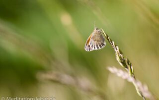 Schmetterling