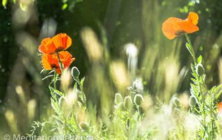 Mohnblüten in unserem Garten