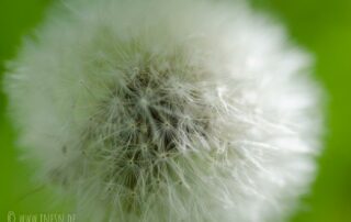 Pusteblume © Ines ~ ines.de