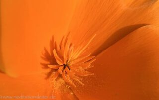 Kalifornischer Mohn - Blüte