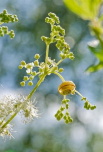Lichtschnecke © Ines Nonnenmacher