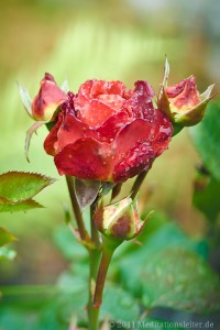 Ein Rosen~Gruß