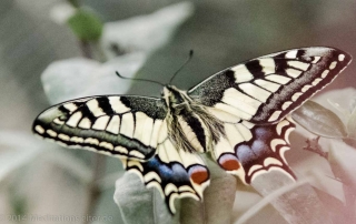 Ein Schwalbenschwanz-Schmetterling